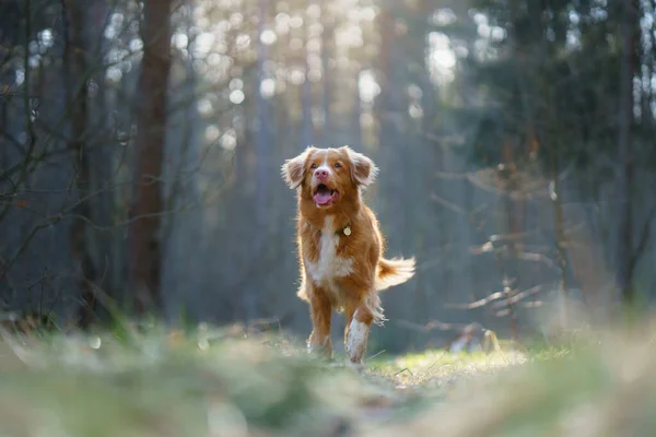 Cão vermelho na floresta. Nova Escócia Duck Tolling Retriever na natureza. Caminhe com um animal de estimação — Fotografia de Stock