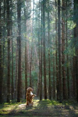 Ormandaki köpek. Nova Scotia Duck Tolling Retriever doğada, ağaçların arasında. 
