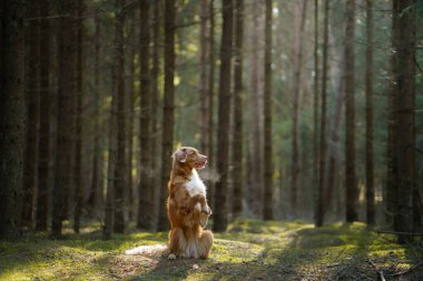 Ormandaki köpek. Nova Scotia Duck Tolling Retriever doğada, ağaçların arasında. 