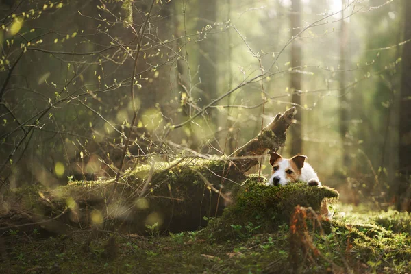 苔の上の森の犬。ジャック・ラッセル・テリア。ペットと一緒に歩く — ストック写真