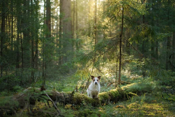 Perro en el bosque en el musgo. Jack Russell Terrier en la naturaleza. Caminar con una mascota —  Fotos de Stock