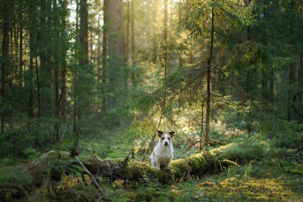 Dog in forest on the moss . Jack Russell Terrier in nature. Walk with a pet — Stock Photo, Image