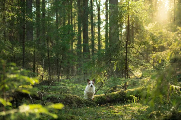 Hund i skoven på mos. Jack Russell Terrier i naturen. Gå med et kæledyr - Stock-foto
