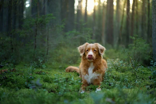Vörös kutya az erdőben. Új-Skócia kacsa Tolling retriever a természetben. Sétálj egy kisállattal — Stock Fotó