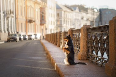 Şehirde bir köpek. Mermer kenarlı çoban köpeği 