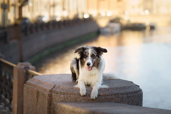 Dog in the city. Marble border collie — Stock Photo, Image