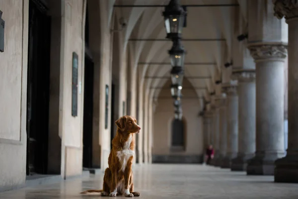 dog in the gallery of the cloth The old city, the center of Krakow, history, architecture. Nova Scotia Duck Tolling Retriever