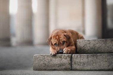 Shar Pei şehrin mimarisinin arka planına karşı köpekleri karıştırdı.. 