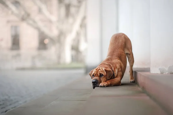 Shar Pei mix dog in the city, against the background of the architecture. Obedient pet — Stock Photo, Image