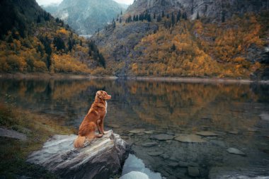 Dağ gölündeki bir taşın üzerindeki köpek. Sonbahar havası. Nova Scotia Ördek Tolling Retriever doğa arka planında