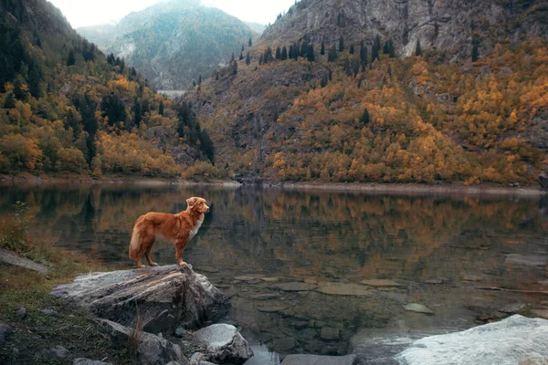 山の湖の石の上に犬。秋の気分。ノバスコシアダックは自然を背景に取得します — ストック写真