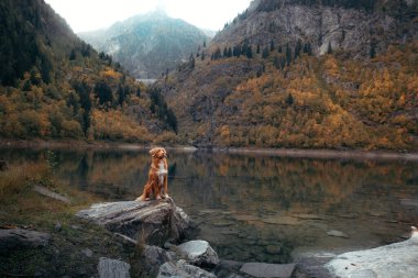 Dağ gölündeki bir taşın üzerindeki köpek. Sonbahar havası. Nova Scotia Ördek Tolling Retriever doğa arka planında
