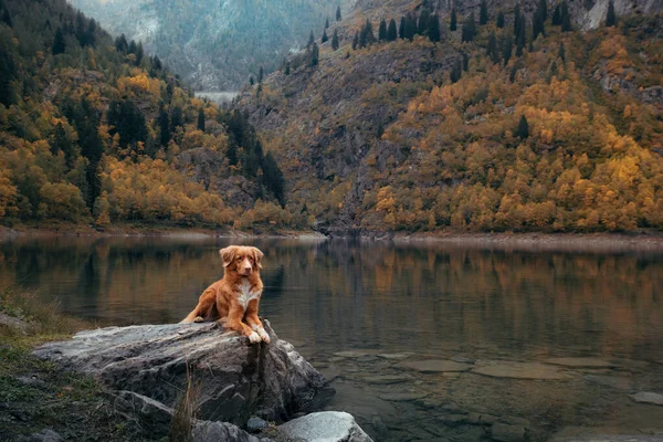 Σκύλος σε μια πέτρα σε μια λίμνη στο βουνό. Φθινοπωρινή διάθεση. Nova Scotia Duck Tolling Retriever στη φύση φόντο — Φωτογραφία Αρχείου