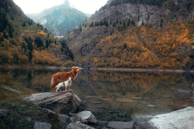 Dağ gölündeki bir taşın üzerindeki köpekler. Sonbahar havası. Nova Scotia Duck Tolling Retriever ve Jack Russell Terrier