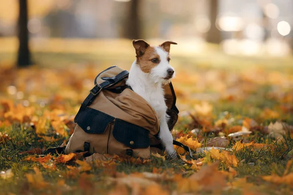 Cão em uma bolsa no parque de outono. Jack Russell Terrier na natureza — Fotografia de Stock