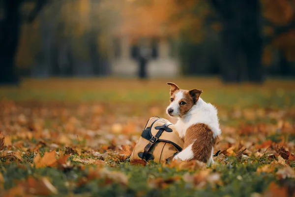 dog in a bag in the autumn park. Jack Russell Terrier in nature