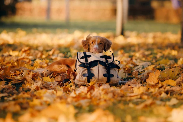 El perro puso la cabeza en la bolsa. Nova Scotia Duck Tolling Retriever al aire libre en otoño —  Fotos de Stock