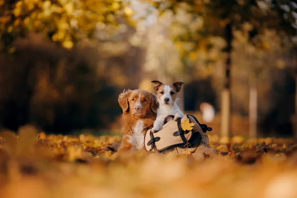 Two dogs lie on a path in autumn leaves. Jack Russell Terrier and a Nova Scotia Duck Tolling Retriever — Stock Photo, Image