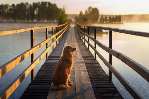 Pies na drewnianym moście nad jeziorem. Nova Scotia Duck Tolling Retriever o świcie — Zdjęcie stockowe