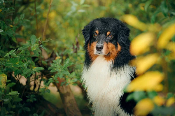 Sonbahar yapraklı köpek. Üç renkli Avustralya çoban köpeği. Doğadaki bir evcil hayvanın portresi — Stok fotoğraf