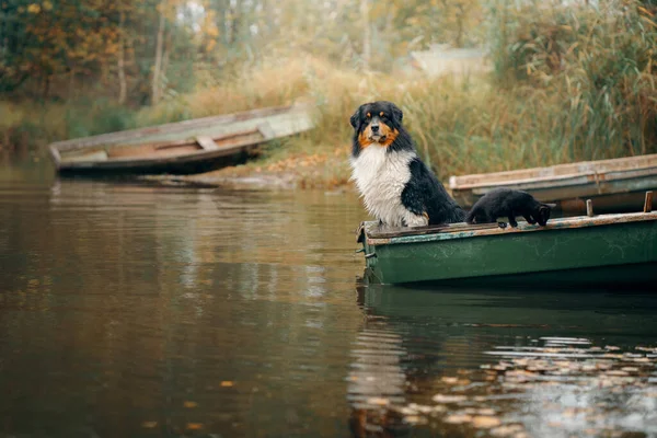 Chien et chat dans un bateau sur le lac en automne. Animaux acceptés dans la nature. — Photo