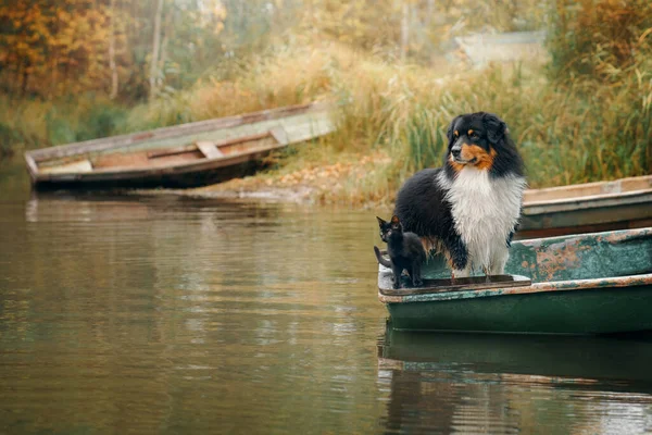 秋天，在湖上的一条船上，一只狗和一只猫。自然友善的宠物. — 图库照片