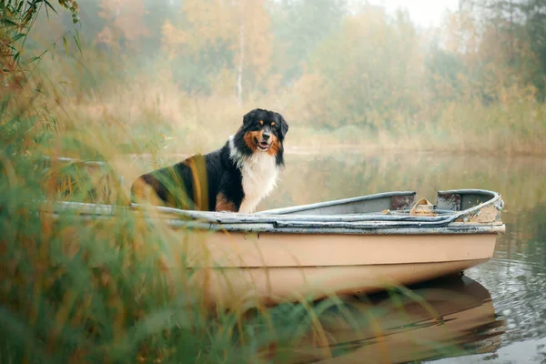dog in a boat in autumn. Tricolor australian shepherd in nature