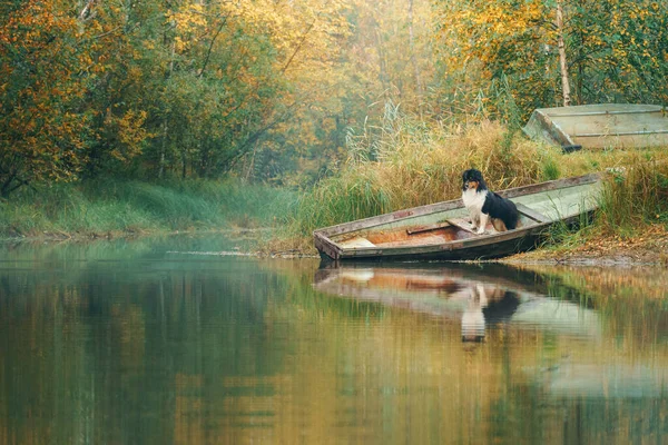 Cão em um barco no outono. Pastor australiano tricolor na natureza — Fotografia de Stock