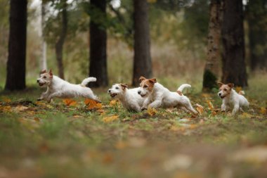Sarı yapraklı köpek. Jack Russell Terrier sonbahar parkında doğada