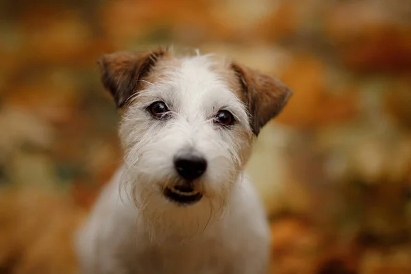 Dog in yellow leaves. jack russell terrier in nature in autumn park — Stock Photo, Image