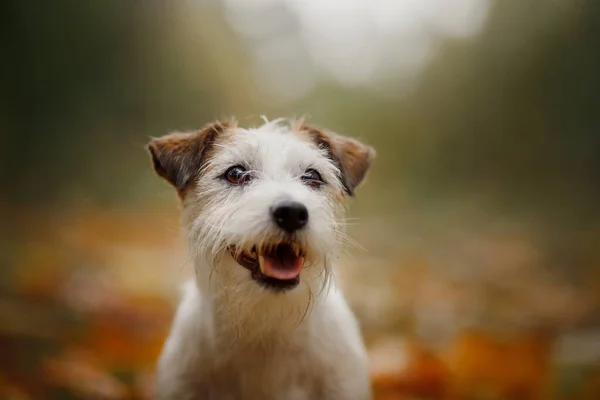 Chien aux feuilles jaunes. Jack Russell terrier dans la nature dans le parc d'automne — Photo