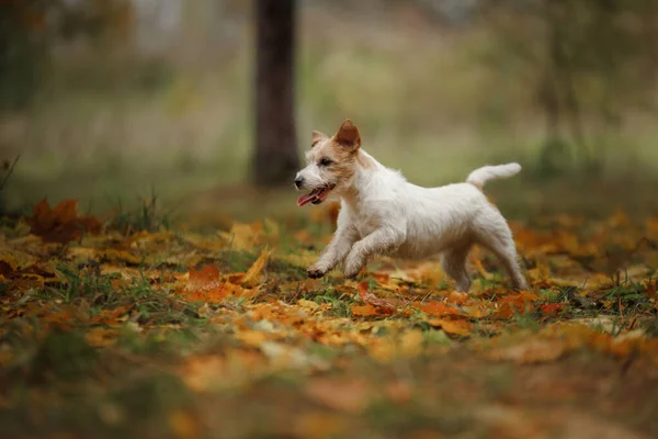 Chien aux feuilles jaunes. Jack Russell terrier dans la nature dans le parc d'automne — Photo