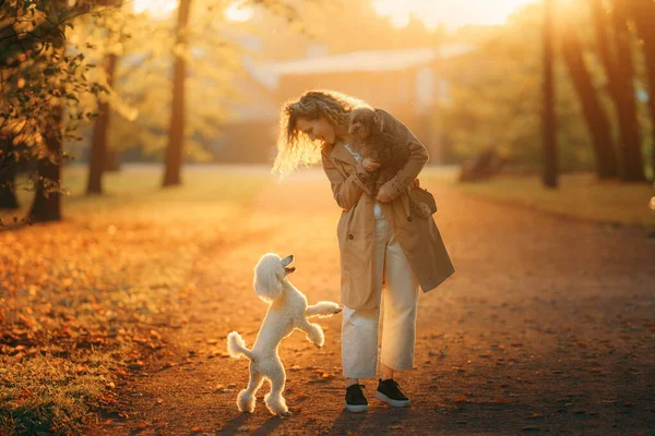 Fille et deux chiens dans un parc d'automne au coucher du soleil.. Marcher avec un animal. Jouet et petit caniche — Photo