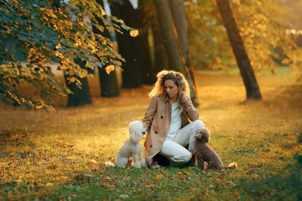 Flicka och två hundar i en höstpark vid solnedgången.. Går med husdjur. Leksak och små pudel — Stockfoto