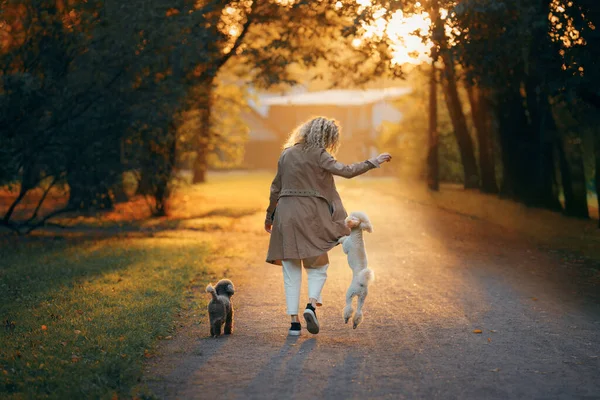 Chica y dos perros en un parque de otoño al atardecer.. Caminando con mascotas. Juguete y caniche pequeño —  Fotos de Stock