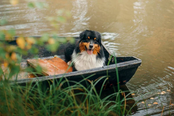 Hund i båt på hösten. Tricolor australier herde i naturen — Stockfoto