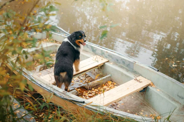 秋天的时候，一只狗在船上。天然的三色龙澳大利亚牧羊犬 — 图库照片