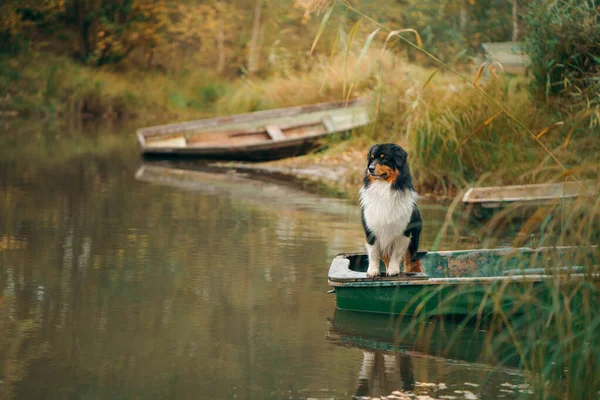 Chien dans un bateau en automne. Berger australien tricolore dans la nature — Photo
