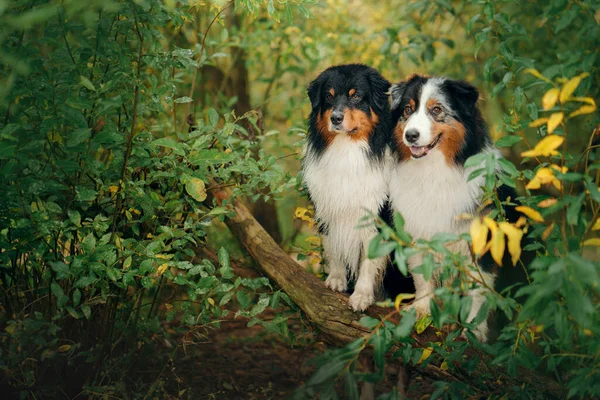 Two dogs in autumn leaves. Tricolor Australian Shepherd. Portrait of a pet in nature — Stock Photo, Image