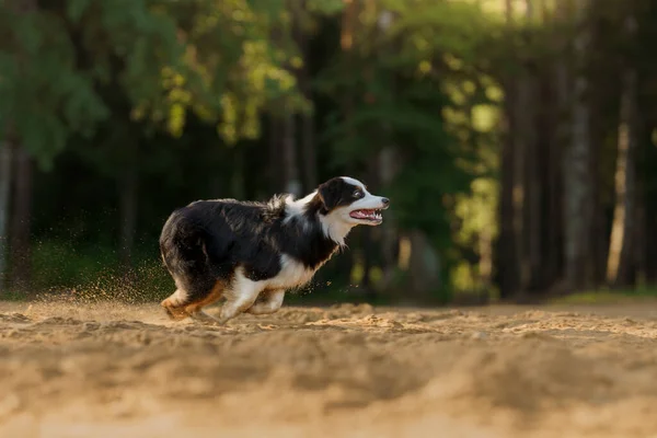 Un chien qui court. Un animal de compagnie actif sur le lac. Berger australien tricolore — Photo