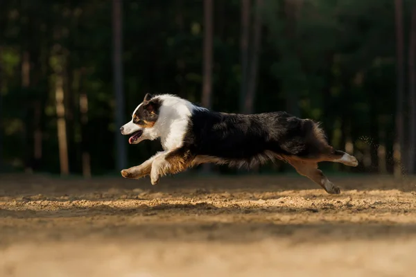 犬が走ってる。湖の上で活発なペット。オーストラリアの三色の羊飼い — ストック写真