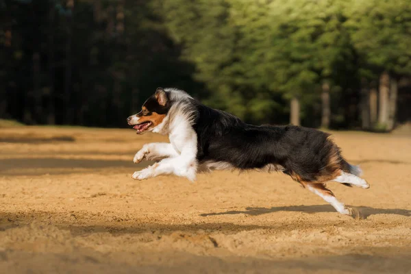 Hund på flykt. Ett aktivt husdjur på sjön. Tricolor australier herde — Stockfoto