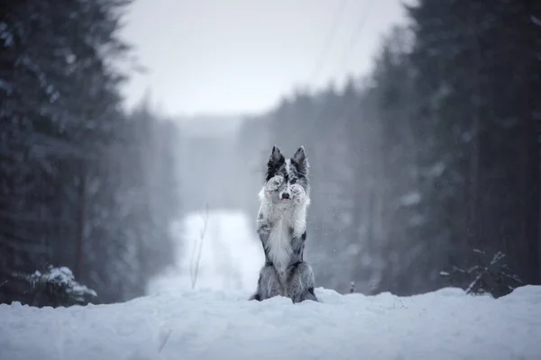 Hond in de winter in het bos. Gehoorzame grenscollie in de natuur — Stockfoto