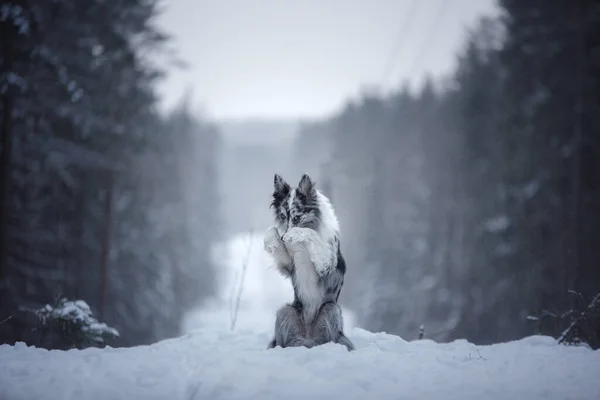 Perro en el invierno en el bosque. Obediente frontera collie en la naturaleza —  Fotos de Stock