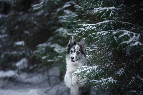 Chien en hiver dans la forêt. Frontière obéissante collie dans la nature — Photo