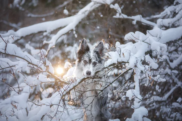 dog in the winter in the forest. Obedient border collie in nature