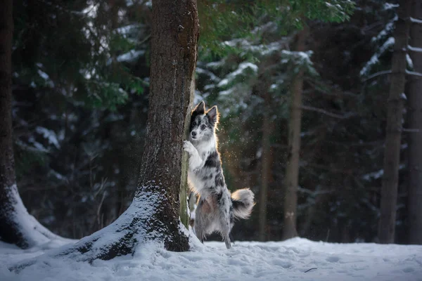 dog in the winter in the forest. Obedient border collie in nature