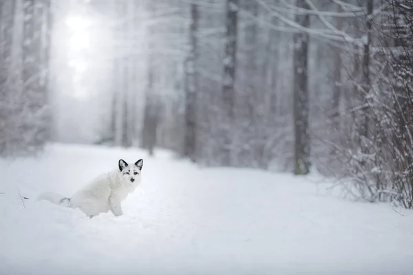 Fehér róka a hóban. vadon élő állat jellege — Stock Fotó