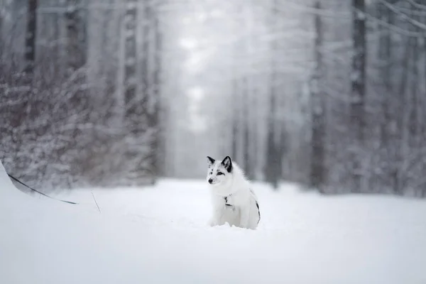 Raposa branca na neve. animal selvagem na natureza — Fotografia de Stock