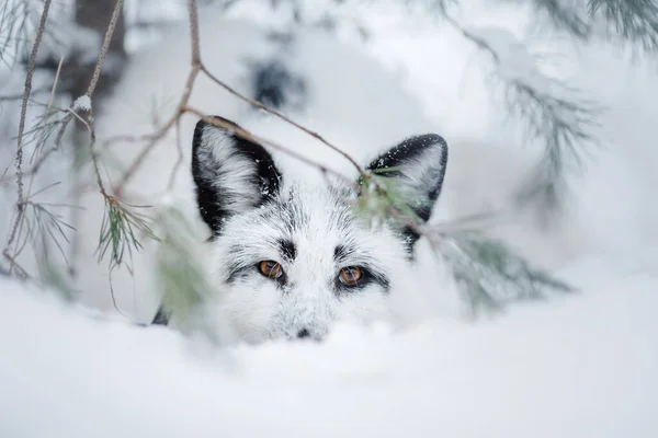 Zorro blanco en la nieve. animal salvaje en la naturaleza —  Fotos de Stock